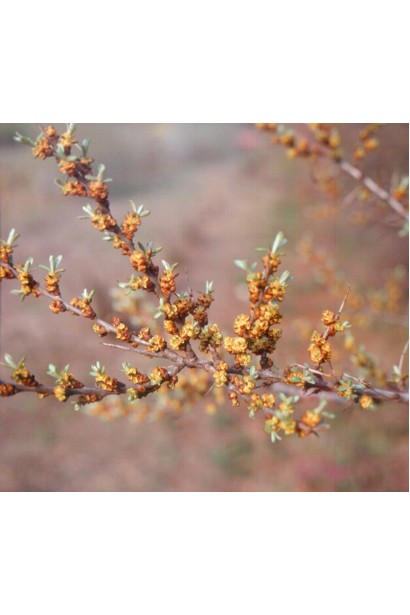 Жовто-оранжеві ягоди обліпихи ‘Медова’
